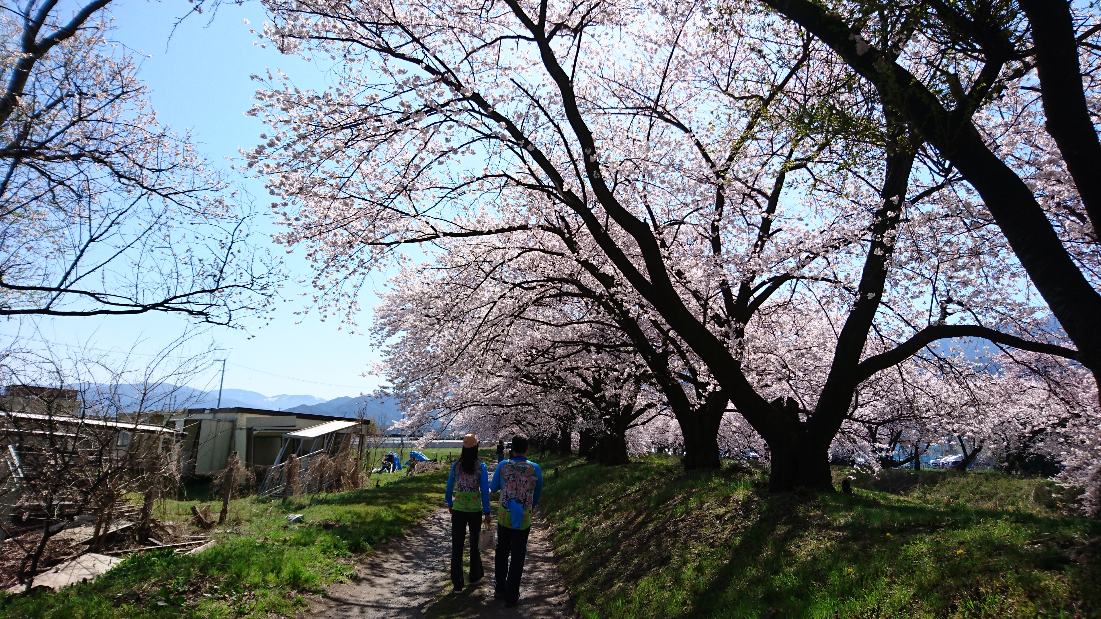桜のアルプスあづみのセンチュリーライド