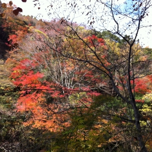折木沢の紅葉